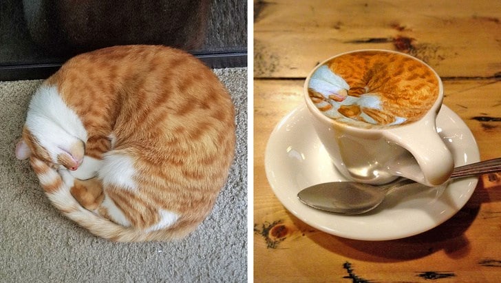 кот и кофе