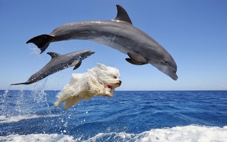 дельфины и собака