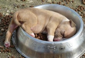 щенок спит в миске с кормом