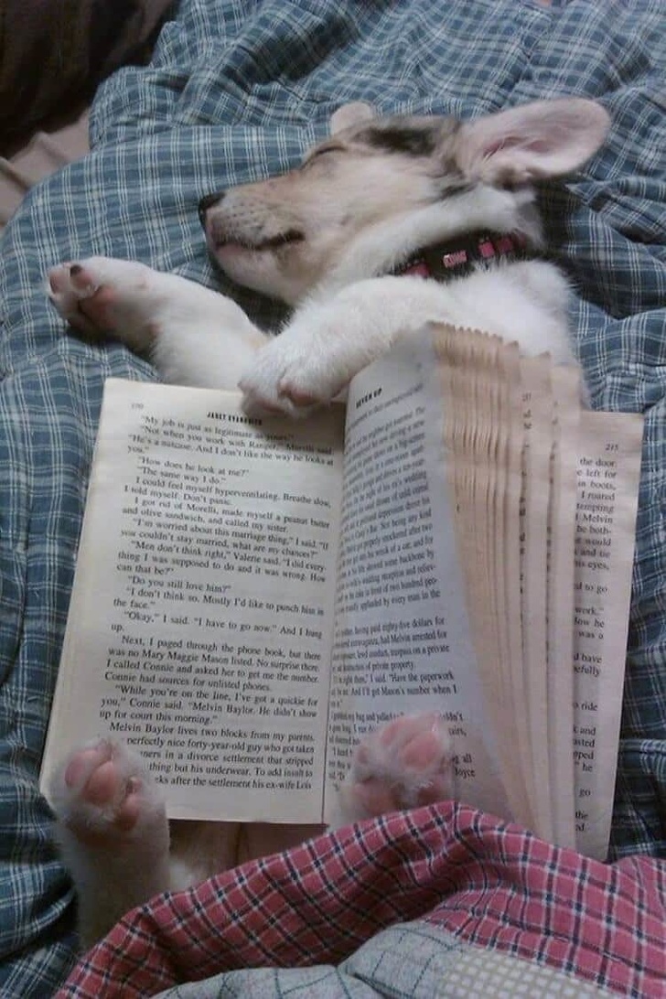 щенок с книгой