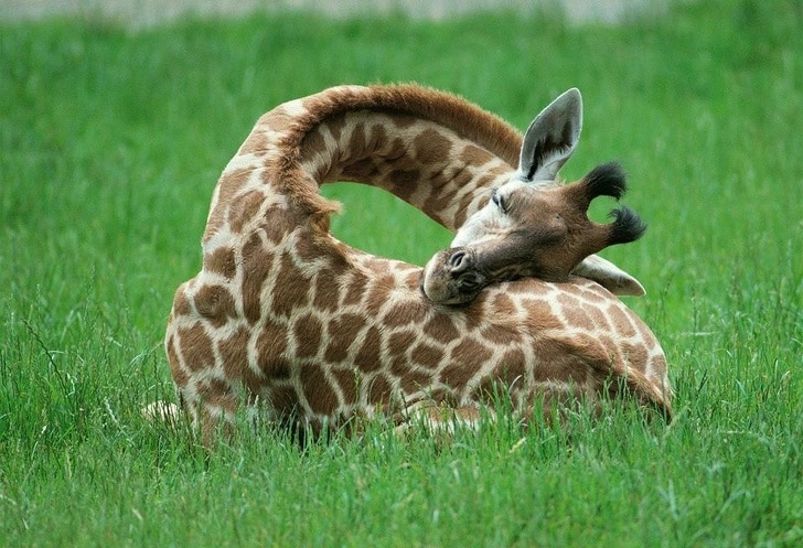 жираф спит