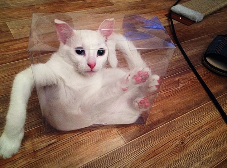 белый кот