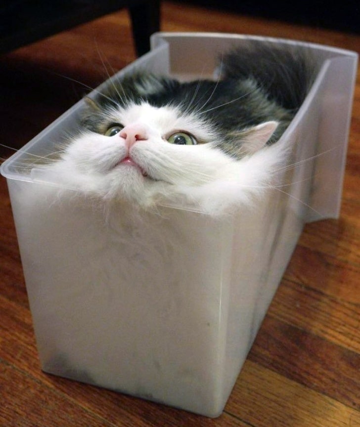 кот в контейнере