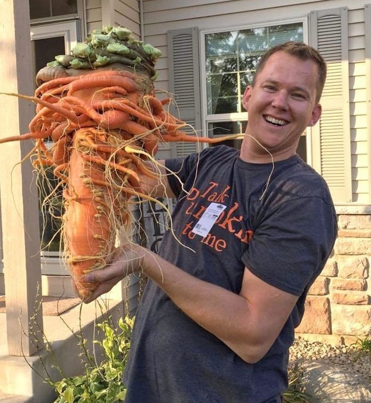 большая морковка