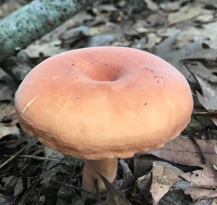розовый гриб