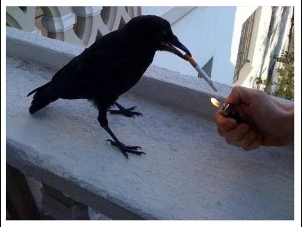 ворона с сигаретой