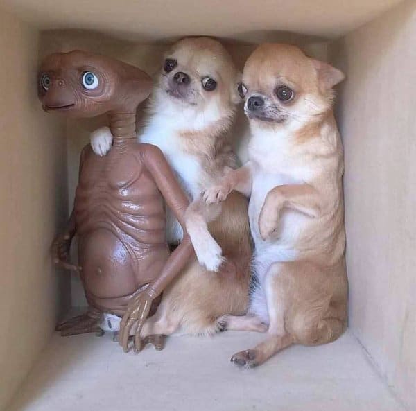 собаки и игрушечный инопланетянин
