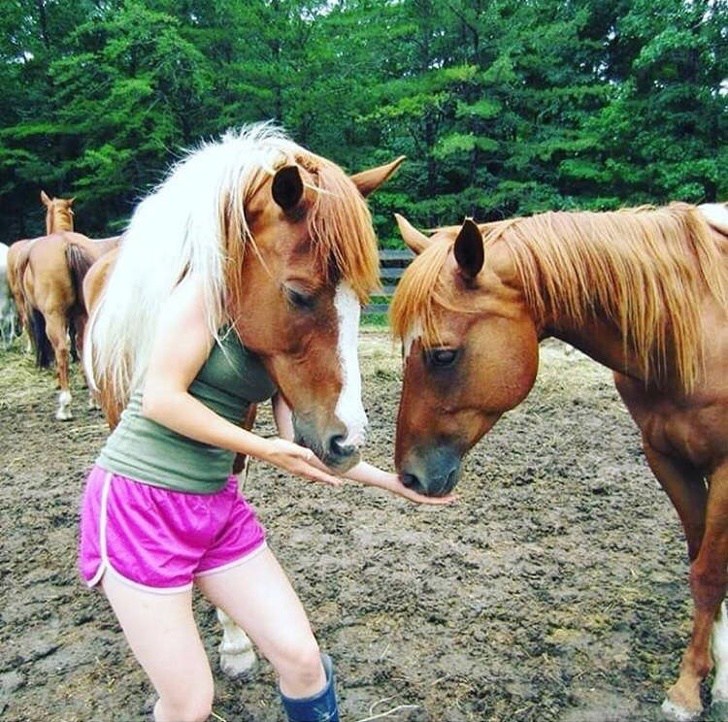 девушка кормит лошадей