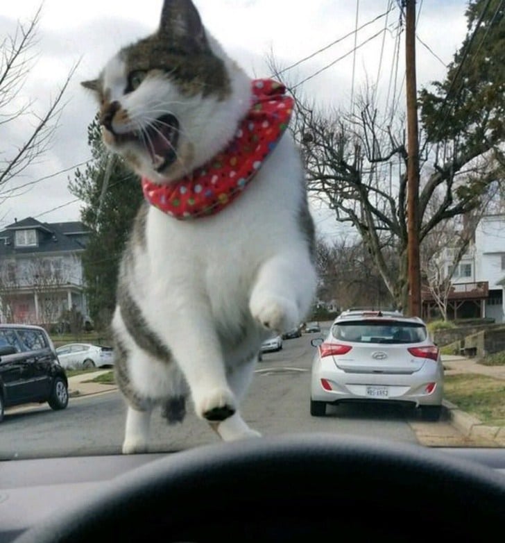 кошка на капоте машины
