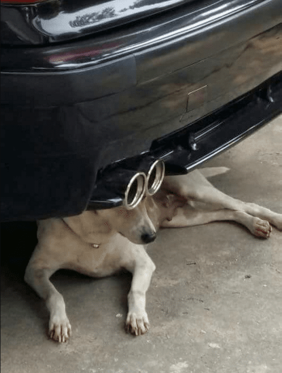 собака лежит под машиной