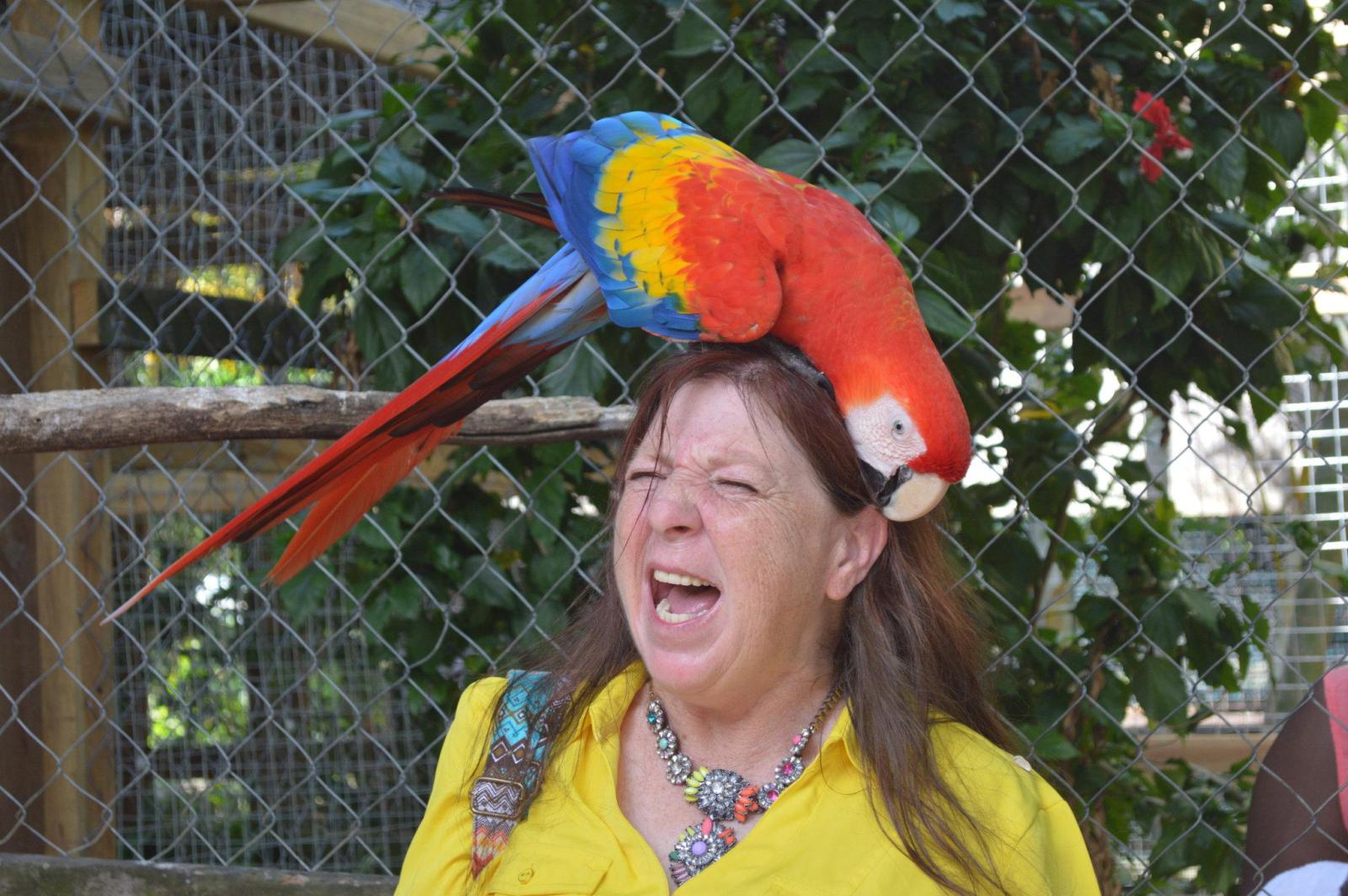 попугай на голове у женщины