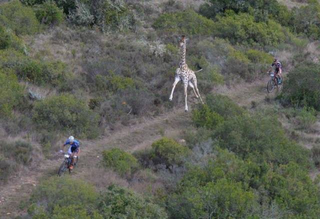 жираф бежит за велосипедистом