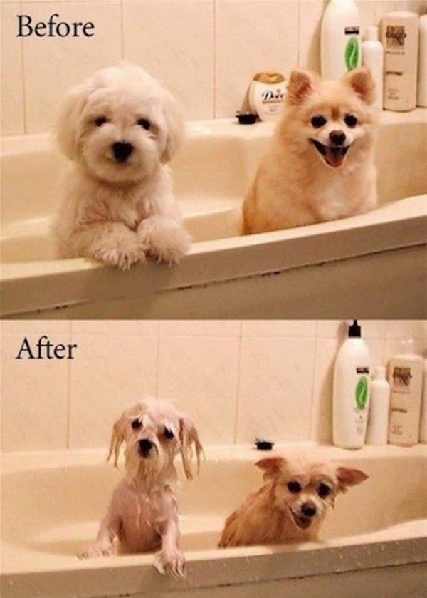 собаки в ванне