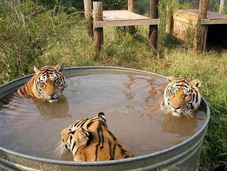 тигры в воде