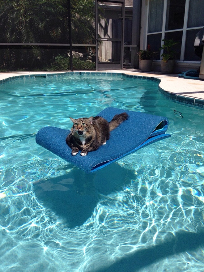 кот в бассейне