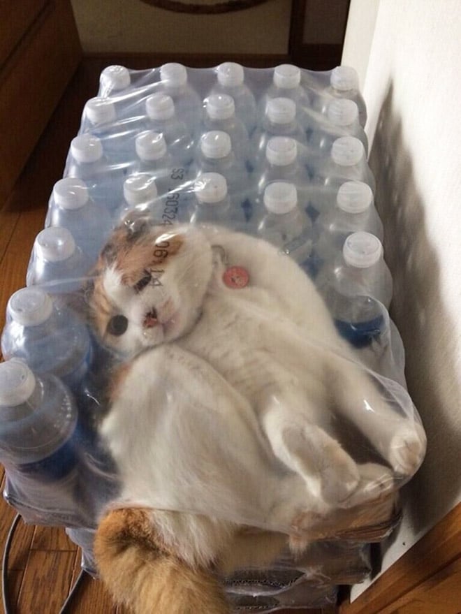 кот в упаковке с бутылками