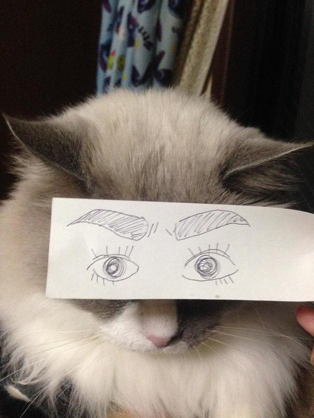 кошка с нарисованными глазами и бровями