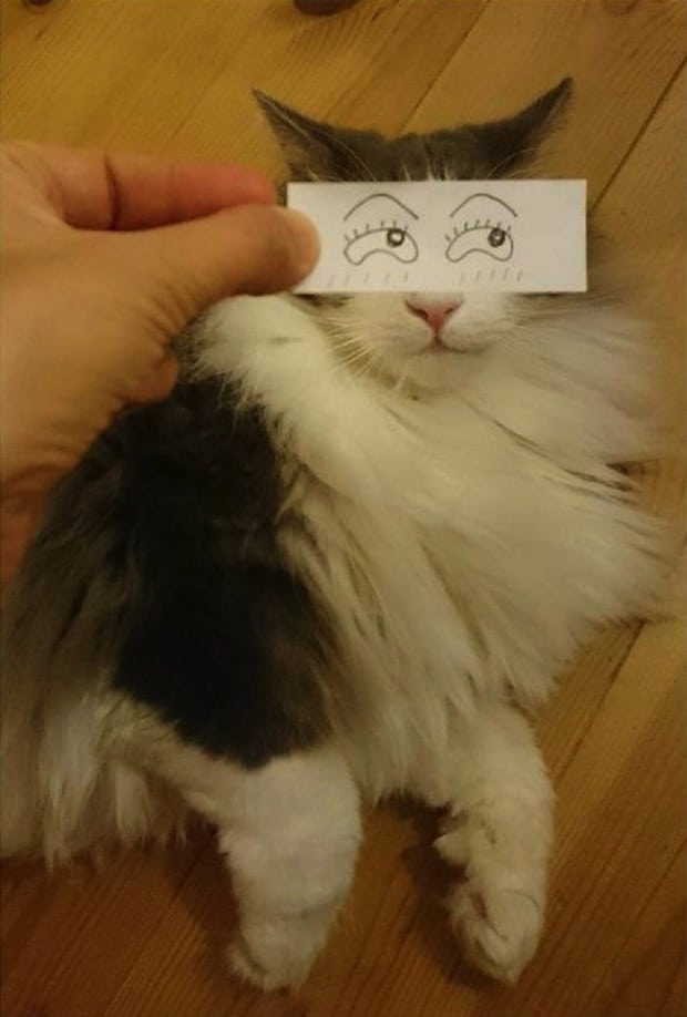кошка с нарисованными глазами рис 2