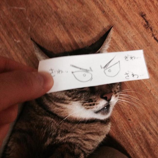 кот с нарисованными глазами