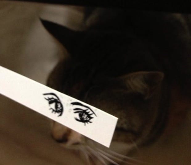 кошка с нарисованными глазами