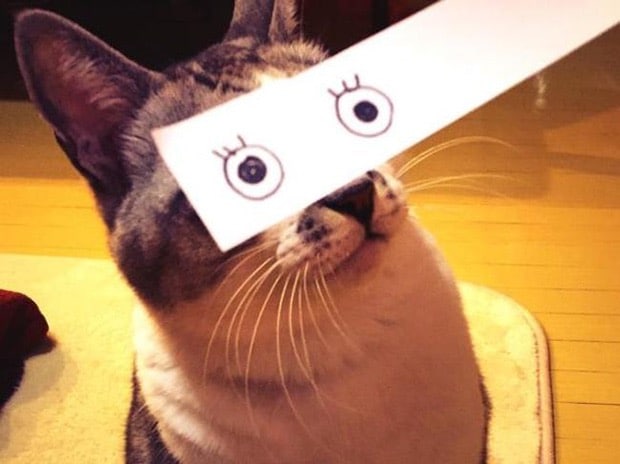 кот с глазами, нарисованными на бумаге