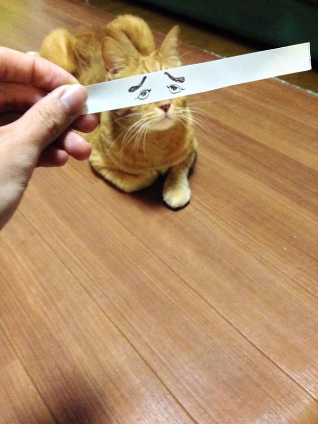 рыжий кот с нарисованными глазами