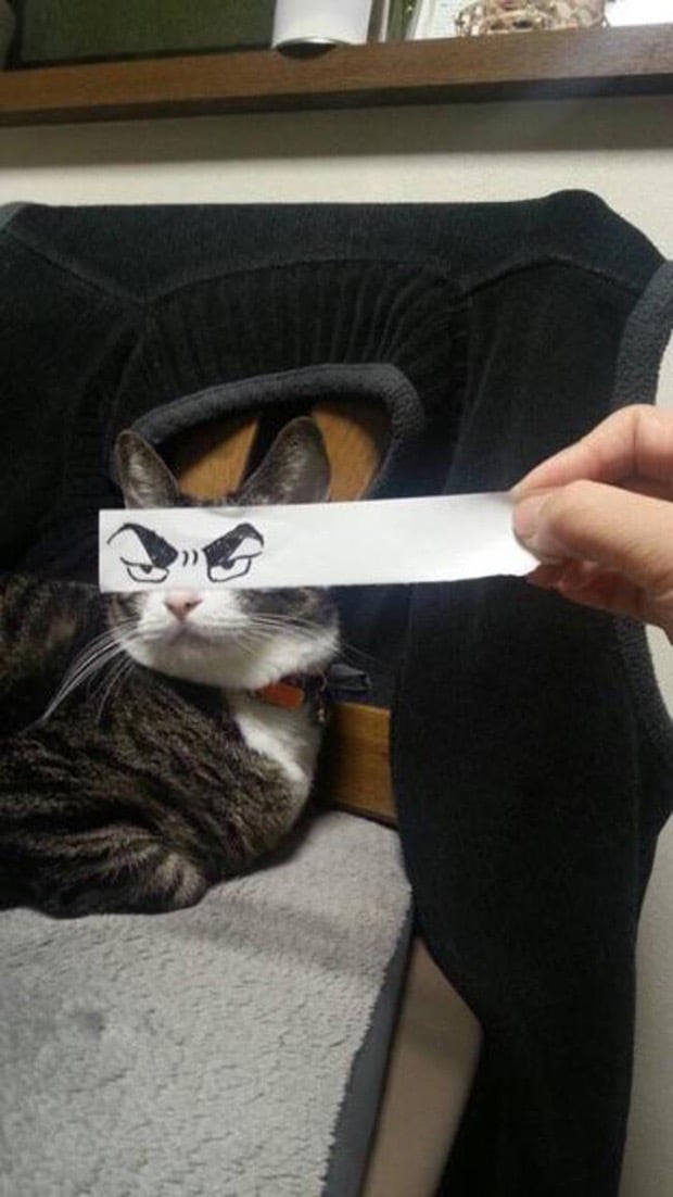 полосатый кот с нарисованными глазами рис 2