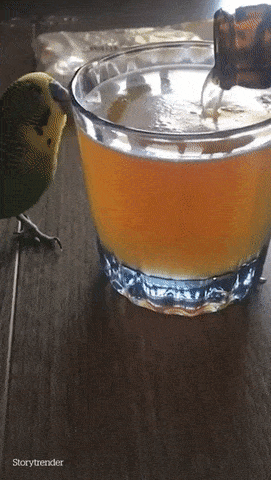 попугай прыгает в стакан с пивом