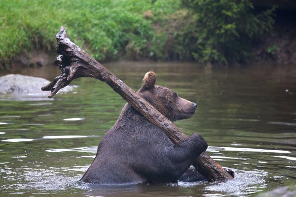 медведь в воде несет палку