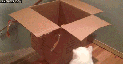 кот съезжает по лестнице в коробке