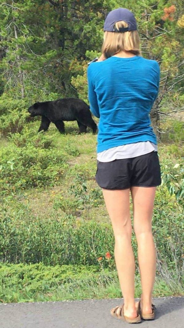 девушка фотографирует медведя