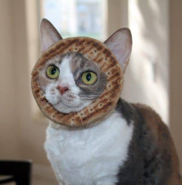 кот с бубликом на голове