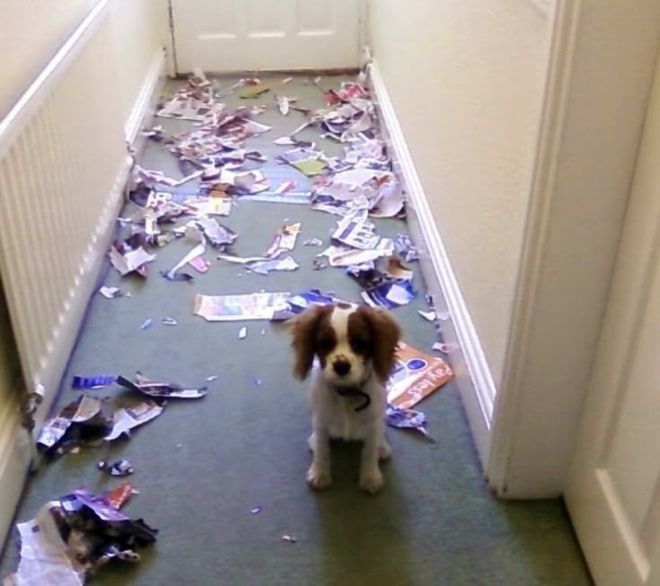 собака в коридоре с разорванными журналами