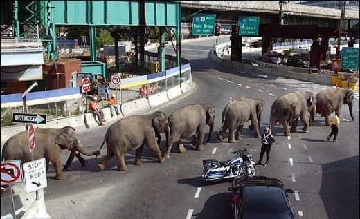 слоны переходят дорогу