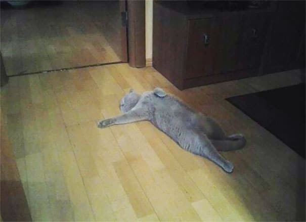 серый кот лежит на полу