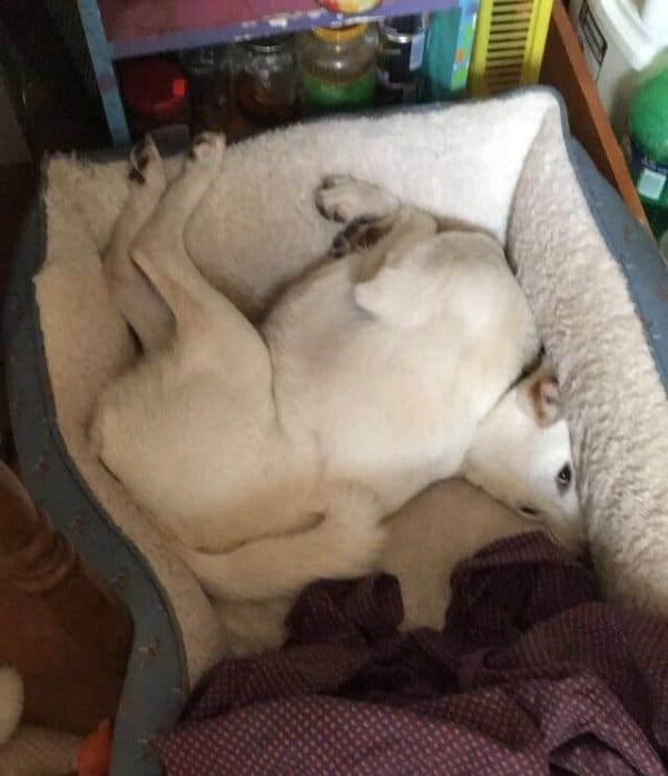 белая собака на подушке для собак