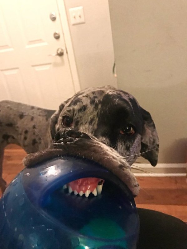 собака с игрушкой во рту