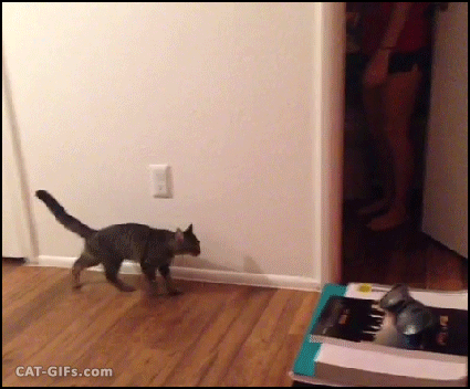 девушка пугает кота