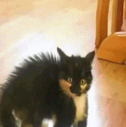 испуганный черный кот