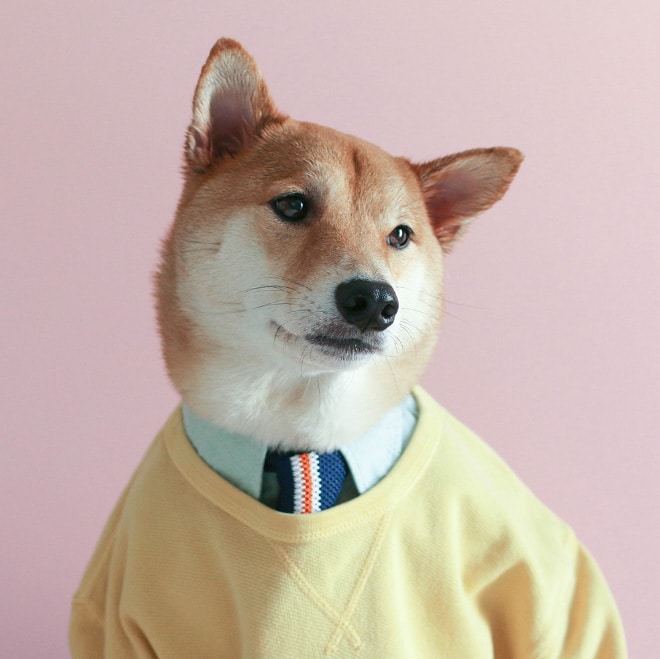 пес в свитере