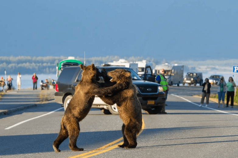 медведи дерутся на дороге