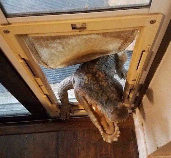 крокодил в дверях