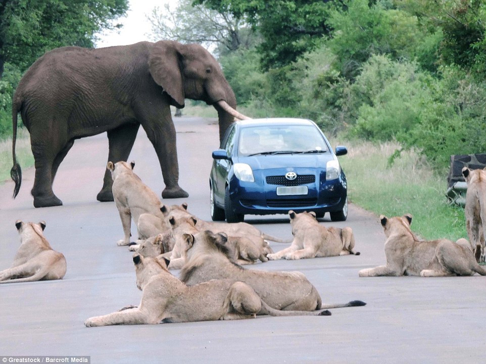 слон и львы на дороге