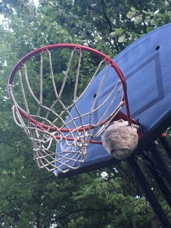 осиное гнездо на кольце для баскетбола
