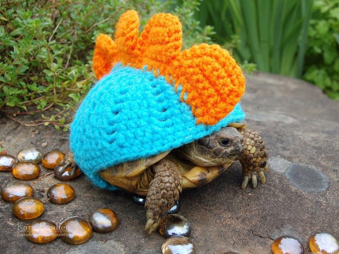 черепаха в смешном костюме