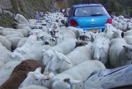 овцы блокировали движение на дороге