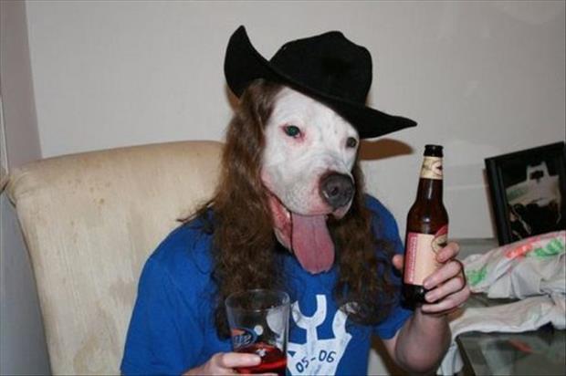 собака в шляпе и парике