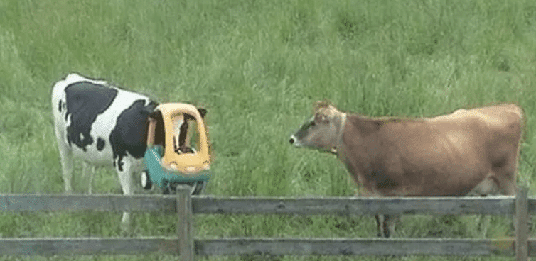 корова с игрушечной машиной на голове