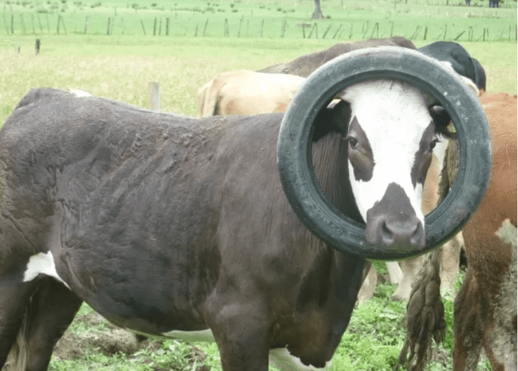 корова с шиной на голове