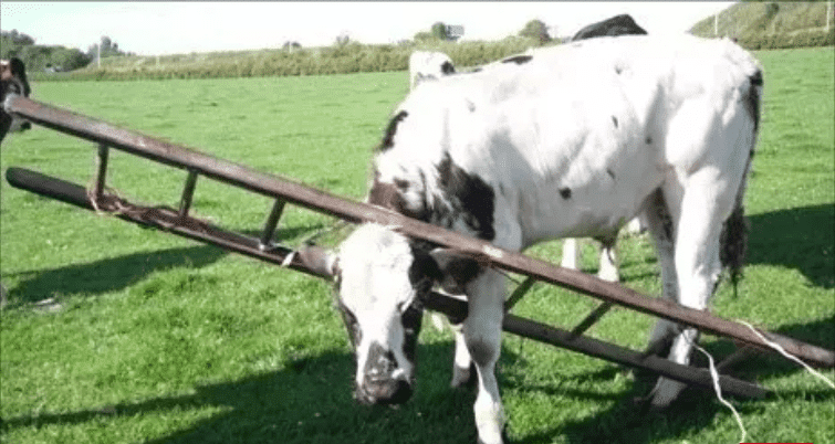 корова с лестницей на шее